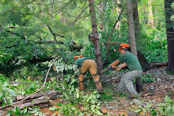 Best Tree Removal for Businesses  in Winter Springs, FL